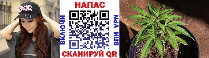 где купить   Куйбышев  Бошки Шишки OG Kush 